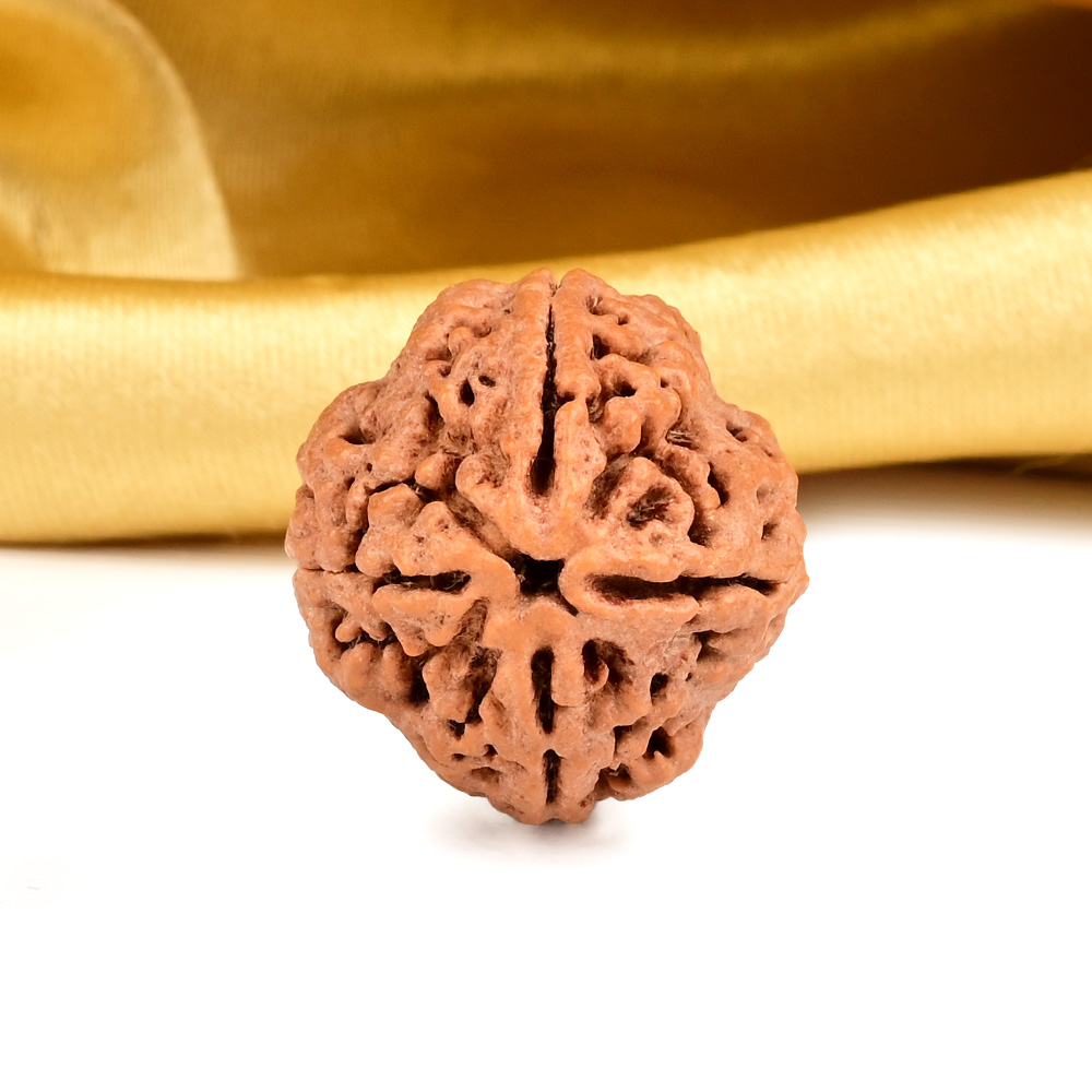 Collector 4 Mukhi from Nepal - DXXXV