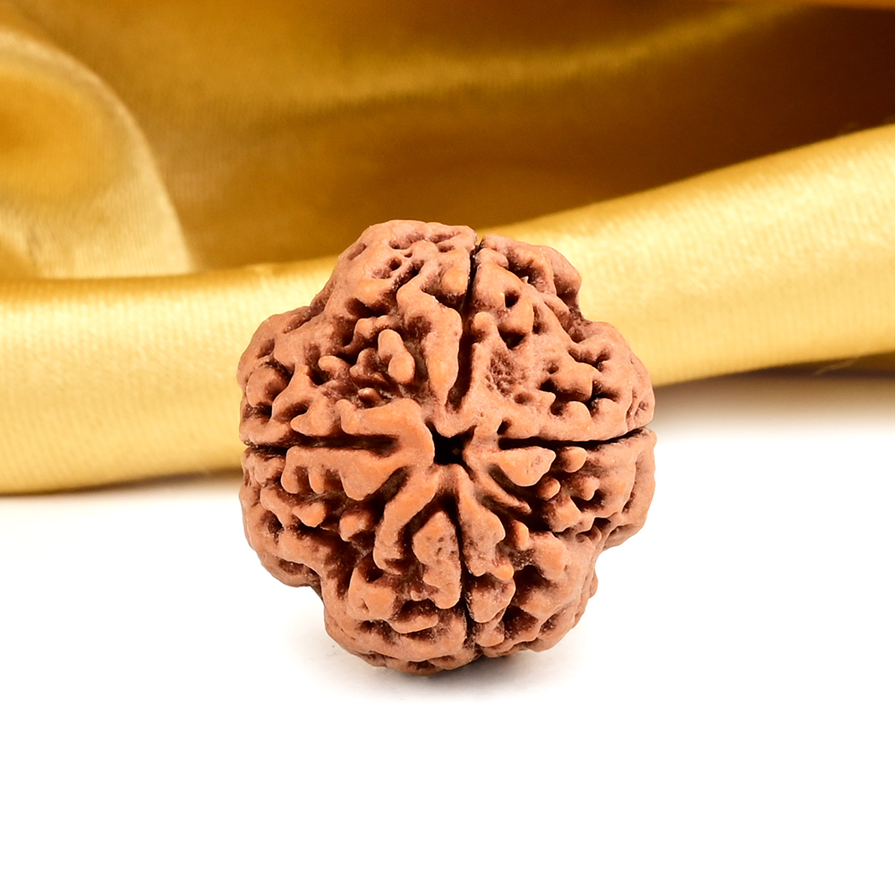 Super Collector 4 Mukhi from Nepal - CXC