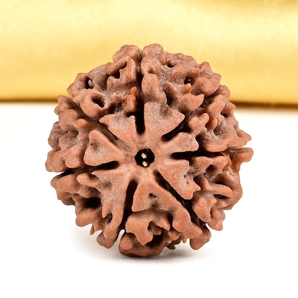 Collector 7 Mukhi from Nepal - DCLXXVI