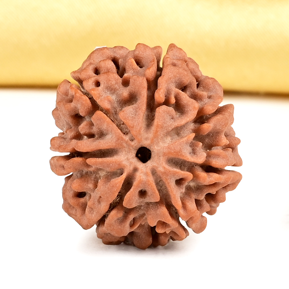 Collector 4 Mukhi from Nepal - DXXXVIII