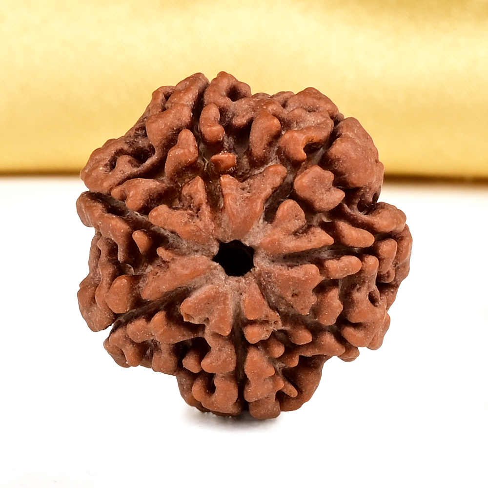 Collector 4 Mukhi from Nepal - DXXXIX