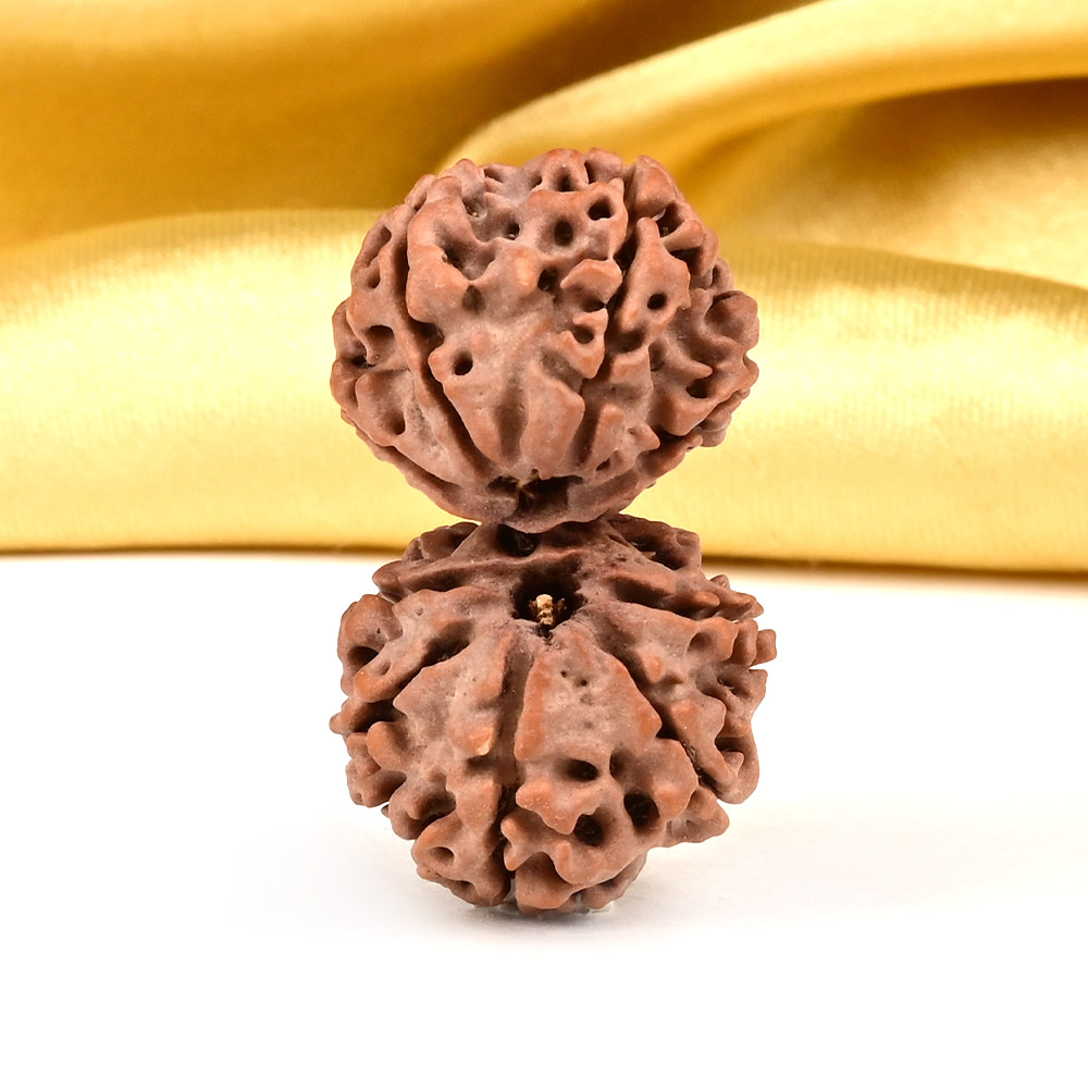 Gauri Shankar 10 Mukhi Large from Nepal - XXVII