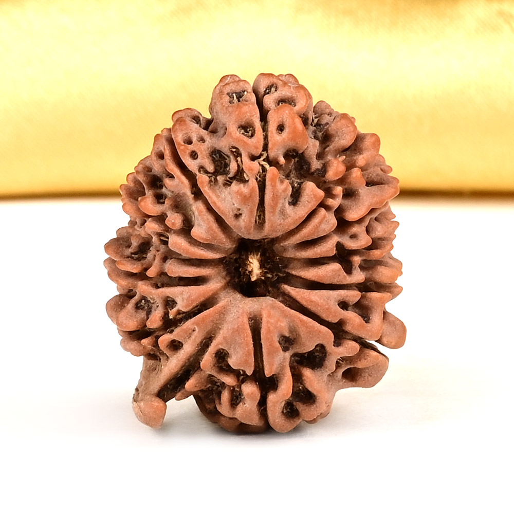 Ganesh Rudraksha 12 Mukhi from Nepal - IV