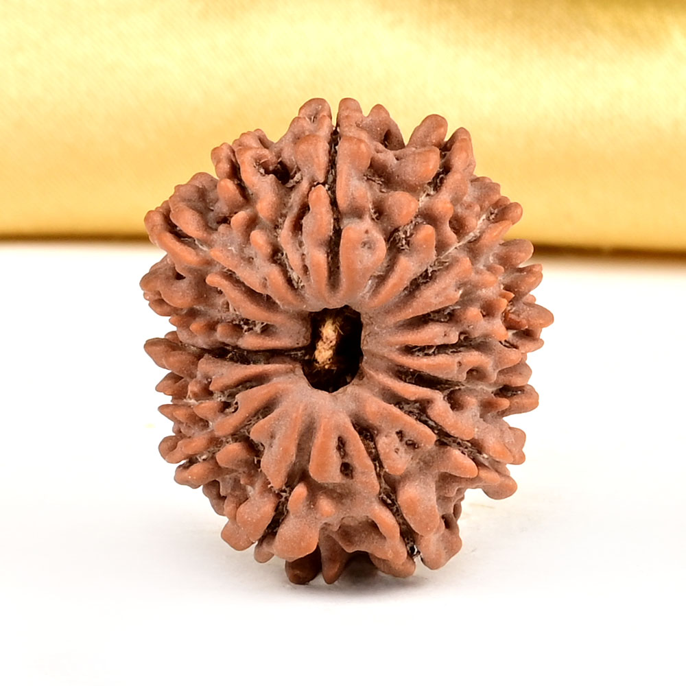15 Mukhi from Nepal Small - CLXV