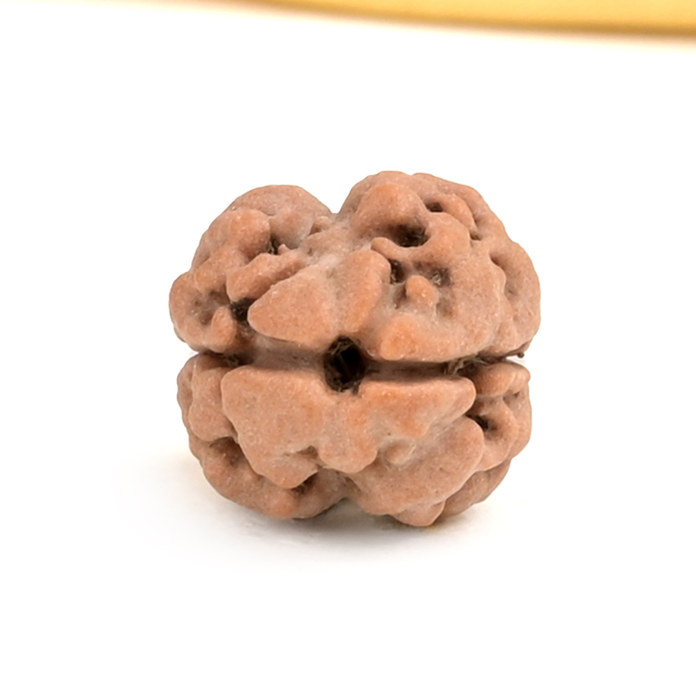 Rare 2 Mukhi from Nepal Small - RCLXVII