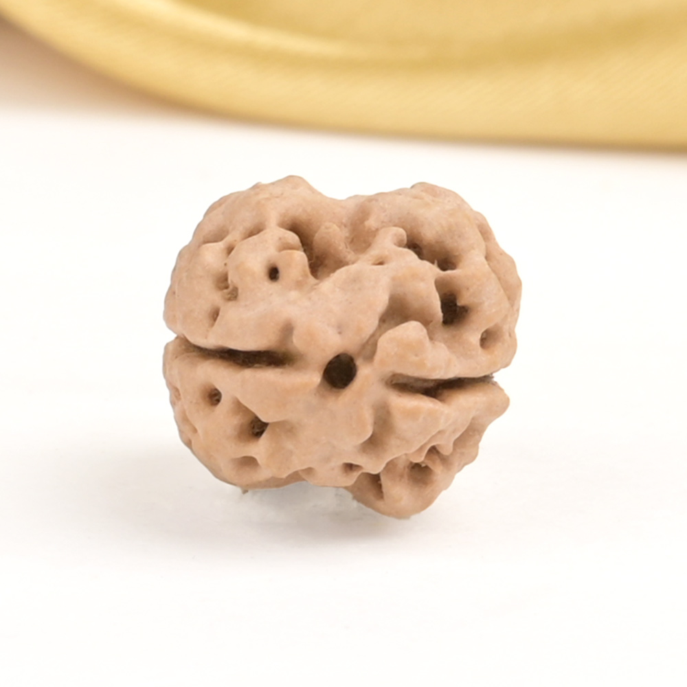 Rare 2 Mukhi from Nepal - CCVII