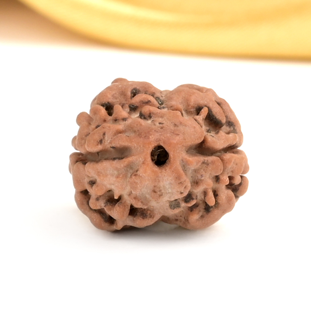 Rare 2 Mukhi from Nepal - CCVIII