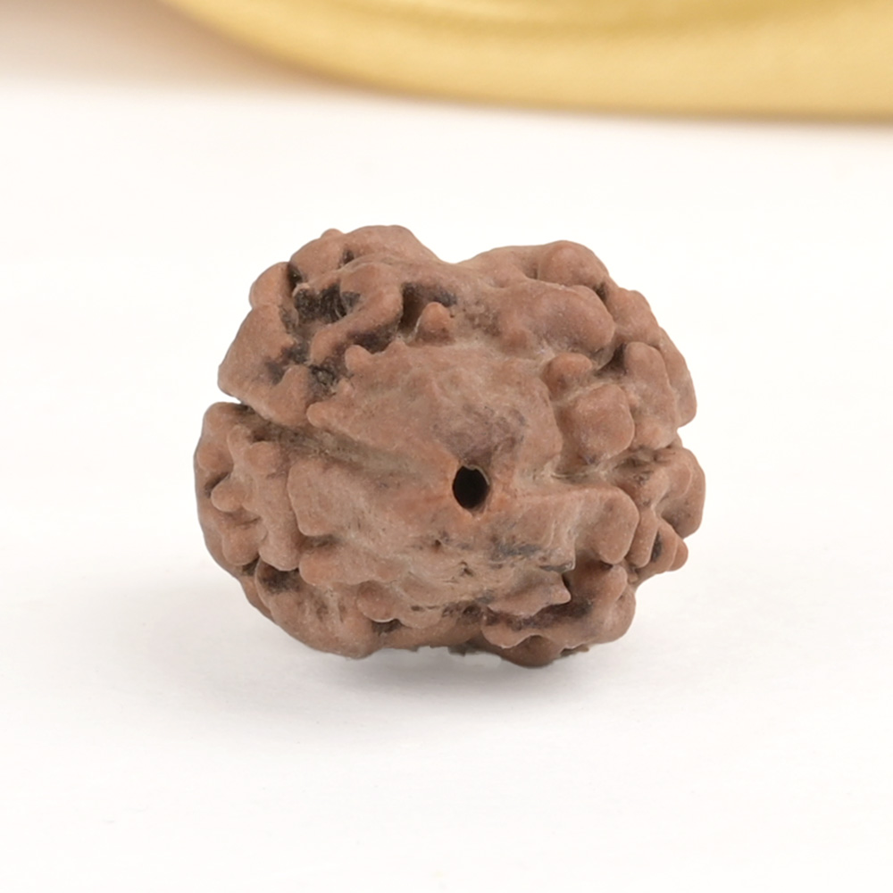 Rare 2 Mukhi Nepali Large - CXXIII