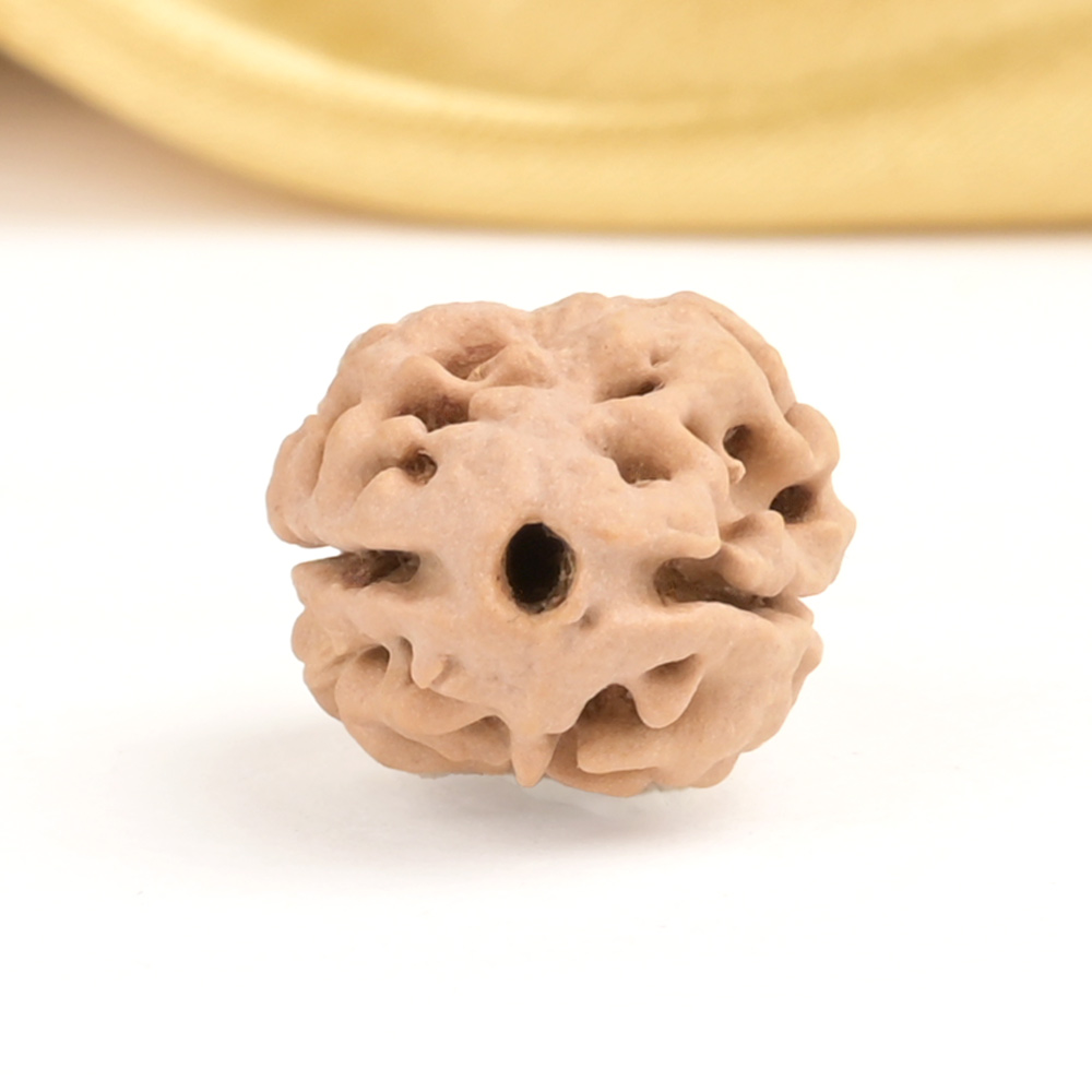 Rare 2 Mukhi Nepali Large - CXXIV