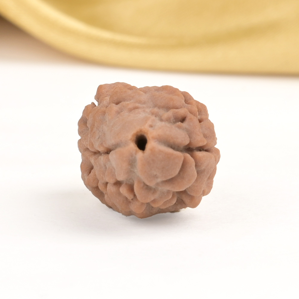 Rare 2 Mukhi Nepali Large - CXXV