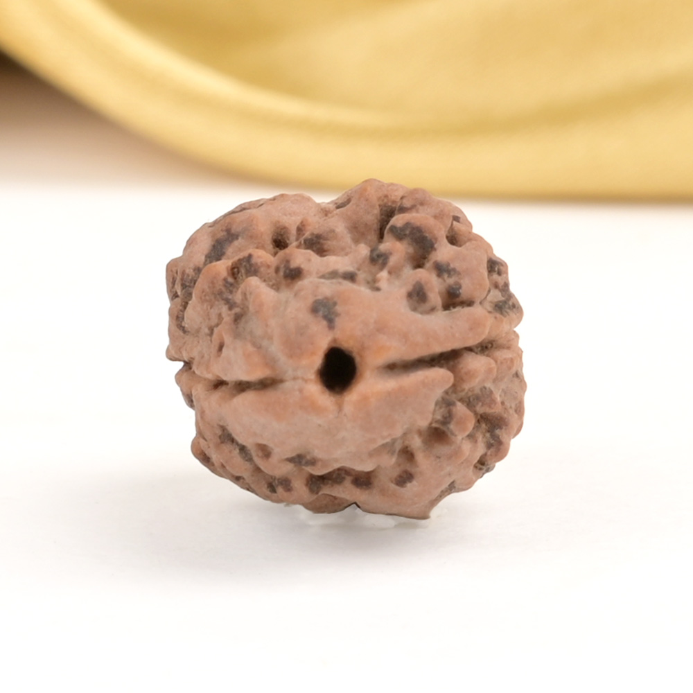 Collector 2 Mukhi Nepali - XXX