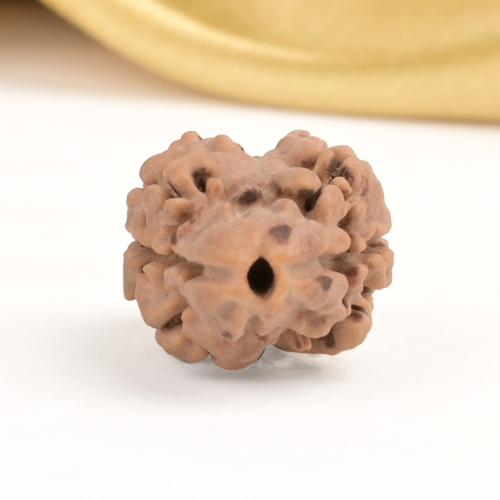 Collector 2 Mukhi Nepali - XXXI