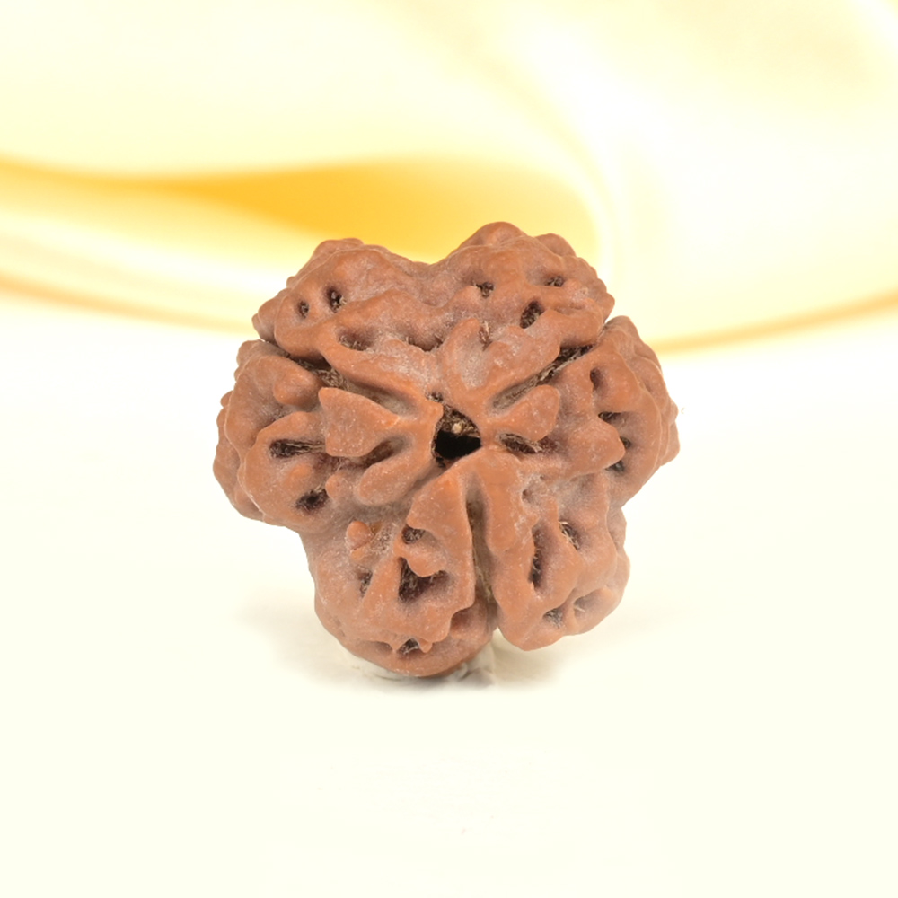 Collector 3 Mukhi from Nepal - CDLXVIII