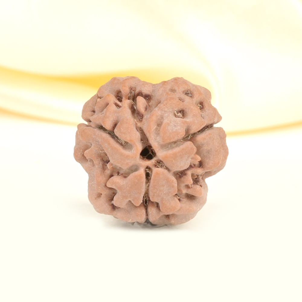 Collector 3 Mukhi from Nepal - CDLXX