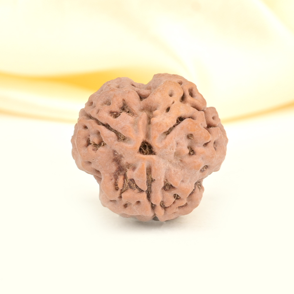 Super Collector 3 Mukhi from Nepal - CCLXIII