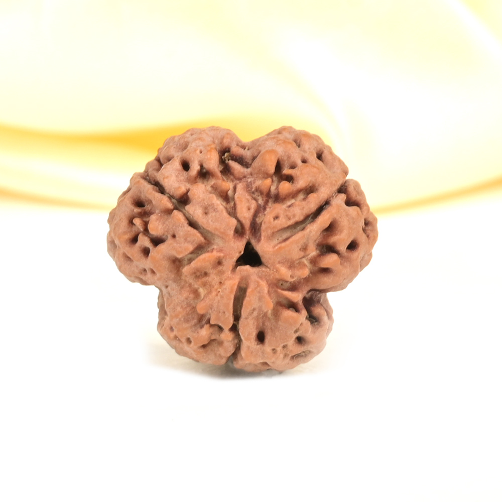 Collector 3 Mukhi from Nepal - CDLXXI