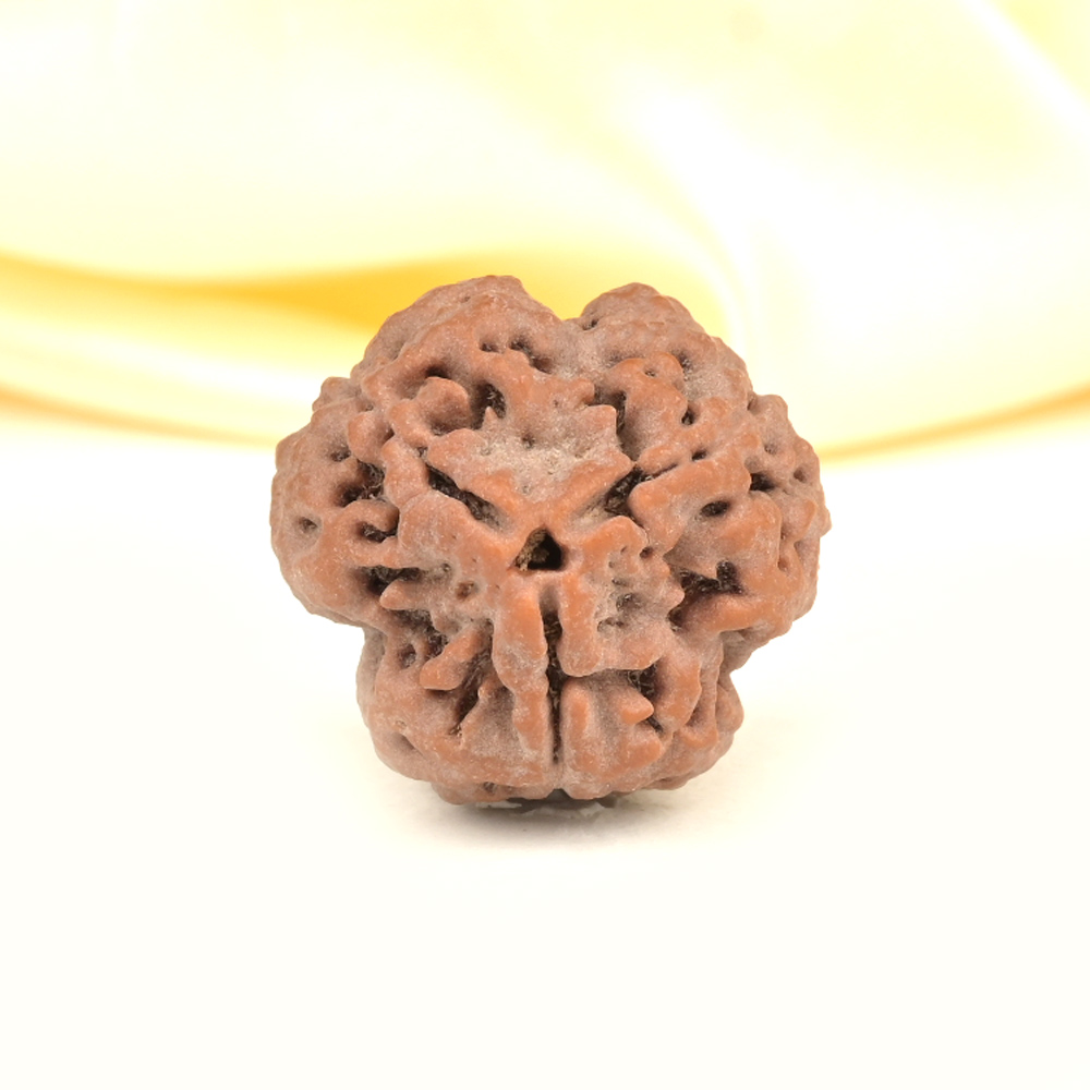 Collector 3 Mukhi from Nepal - CDLXXII
