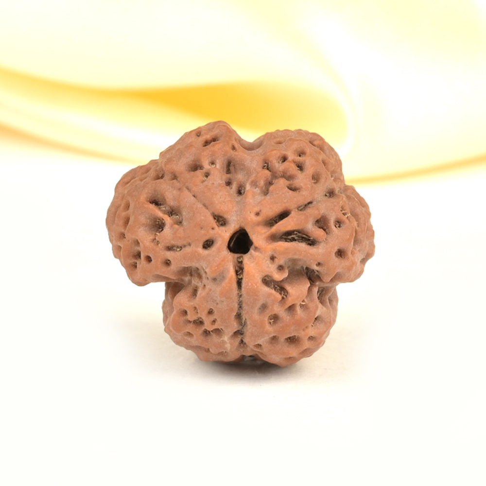 Collector 3 Mukhi from Nepal - CDLXXIII