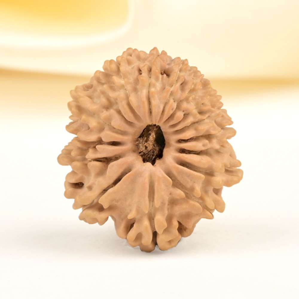 16 Mukhi from Nepal Small - XXXVIII