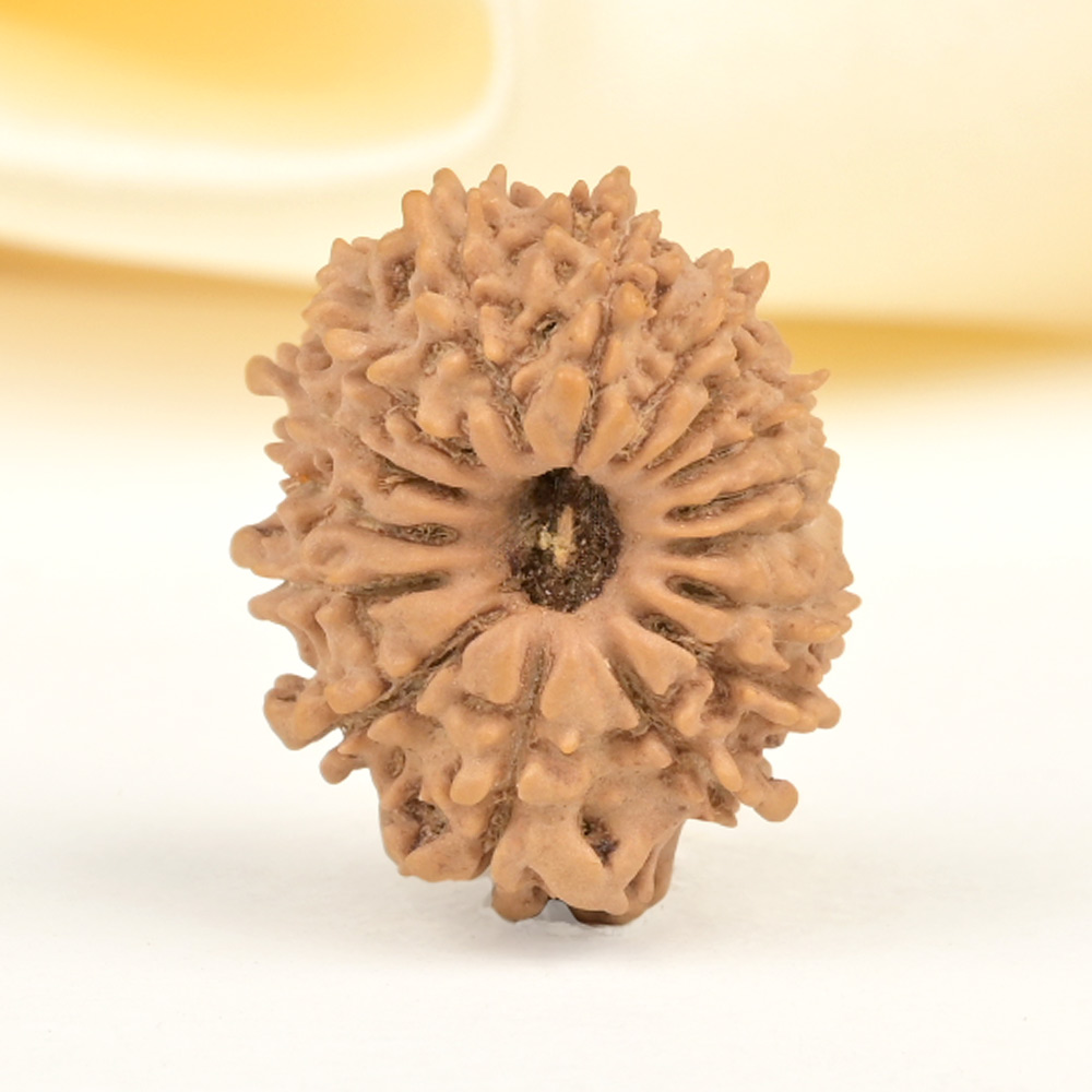 16 Mukhi from Nepal Small - XXXIX