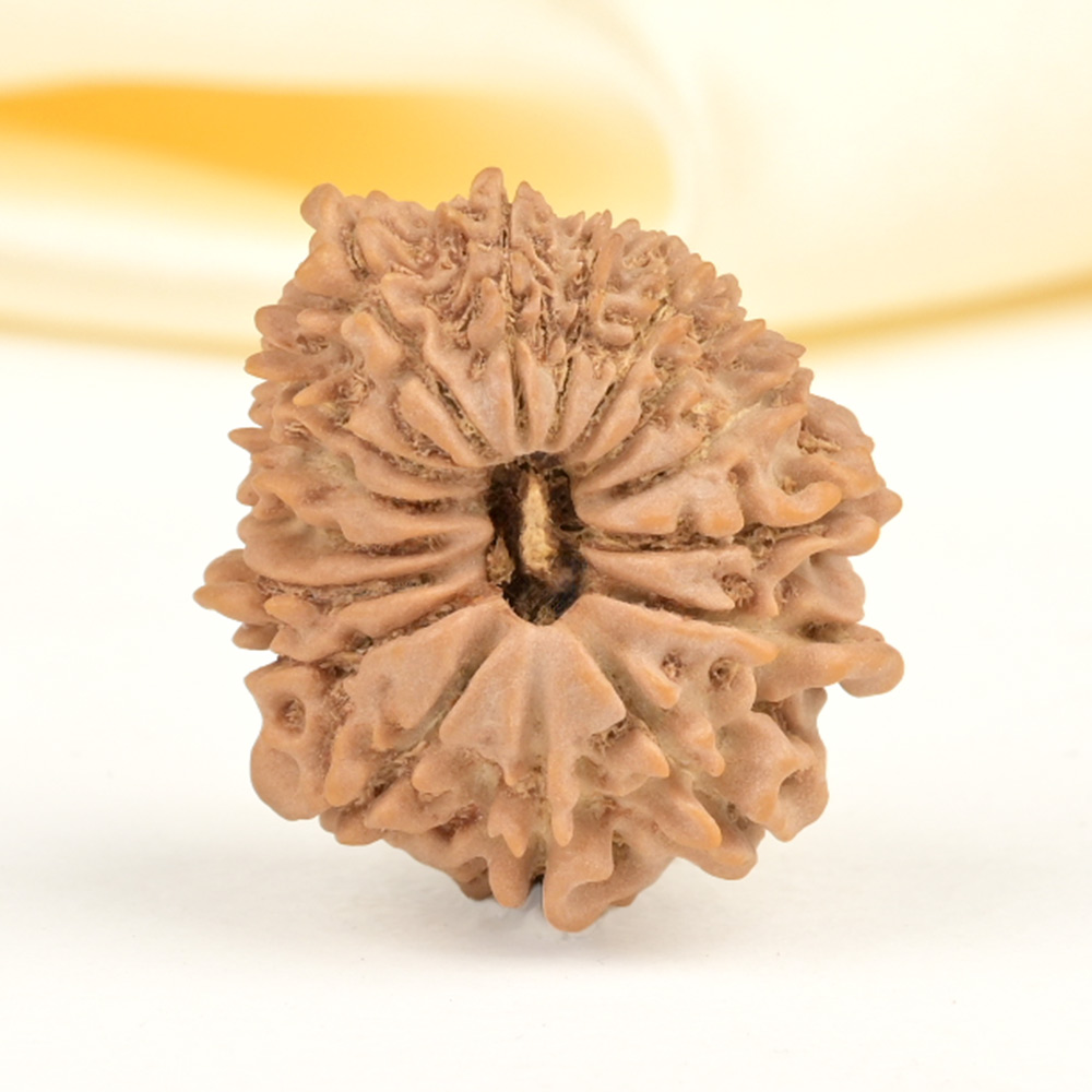 16 Mukhi from Nepal Small - XL