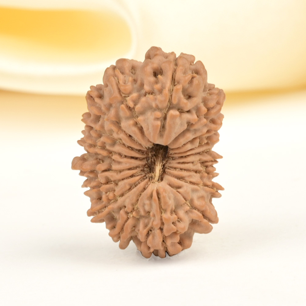 18 Mukhi from Nepal Small - II