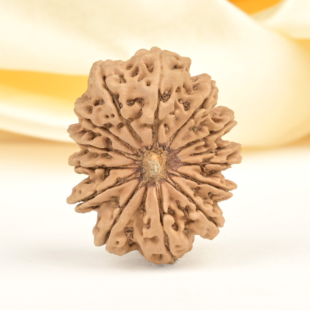 Super Collector 14 Mukhi from Nepal - VI