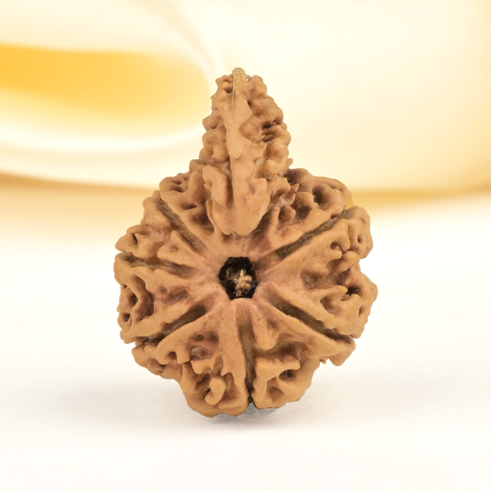 Savar Naag Rudraksha from Nepal - CLIV