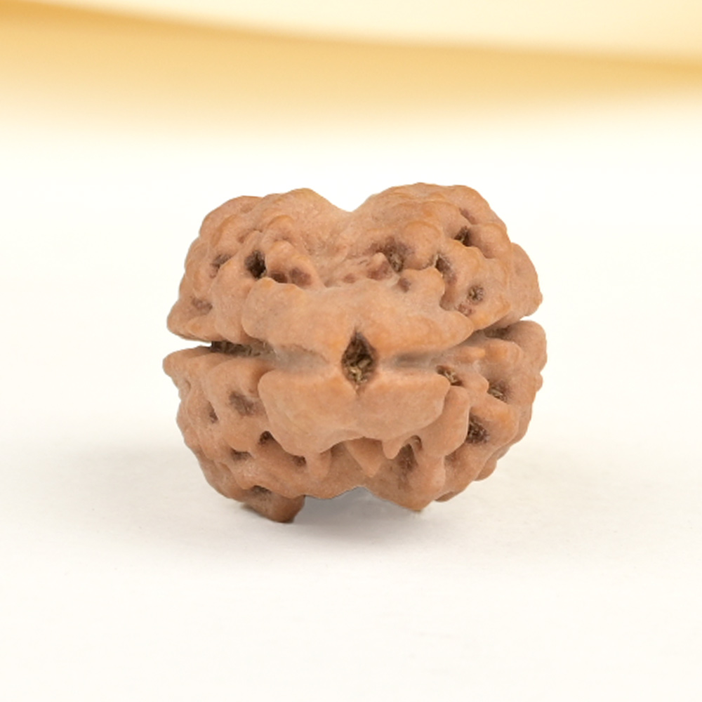 Rare Two Mukhi from Nepal Large