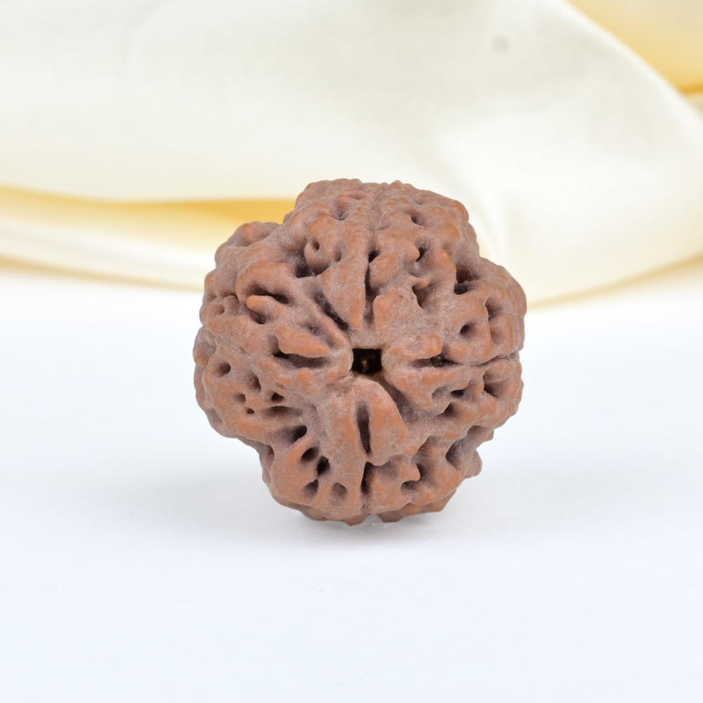 Collector 4 Mukhi from Nepal - DXXXVII