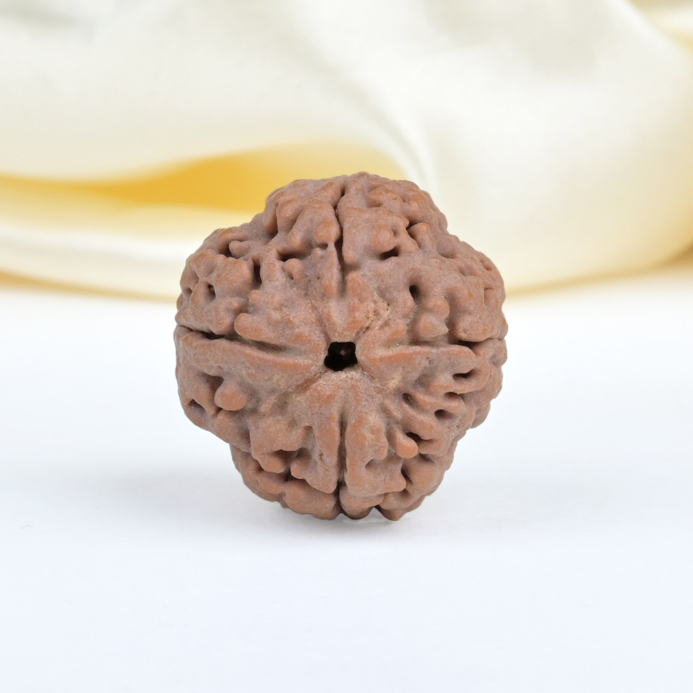 Collector 4 Mukhi from Nepal - DXXXVIII