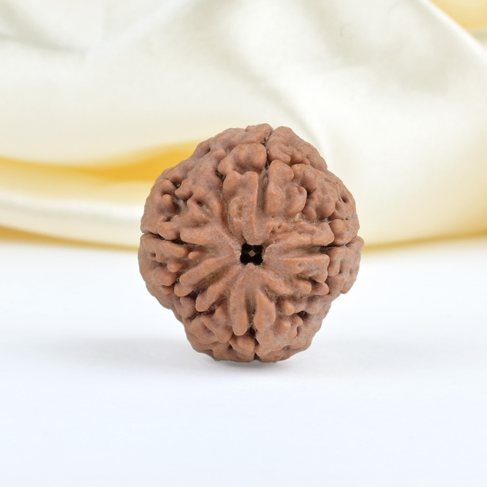 Collector 4 Mukhi from Nepal - DXL