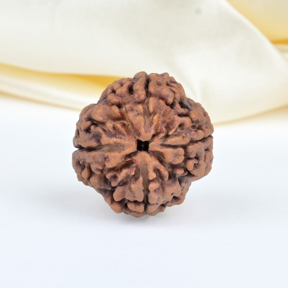 Collector 4 Mukhi from Nepal - DXLI