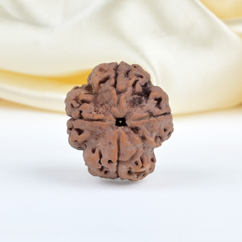 Collector 4 Mukhi from Nepal - DXLII