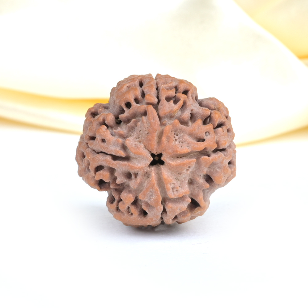 Collector 4 Mukhi from Nepal - DXLIII