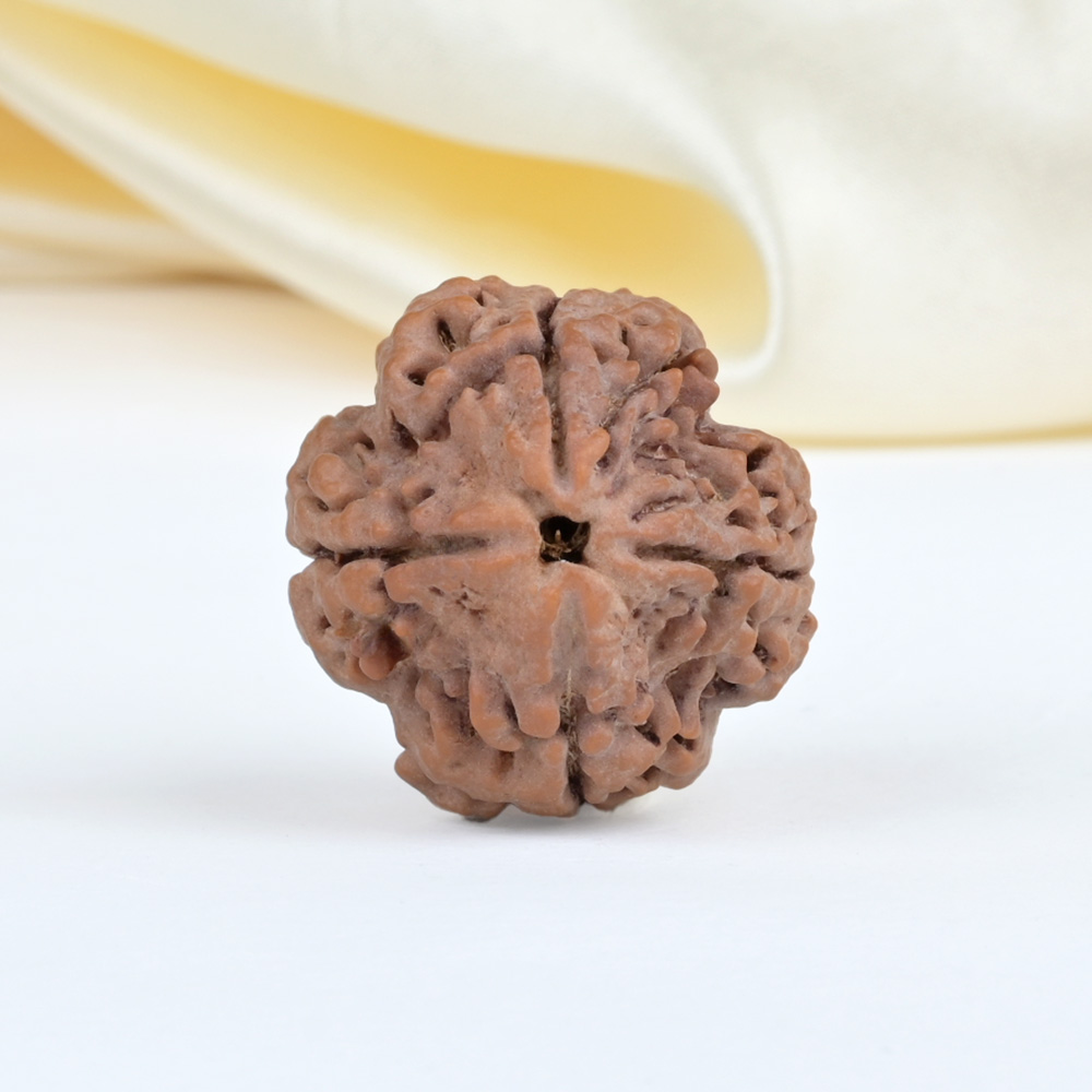Collector 4 Mukhi from Nepal - DXLIV