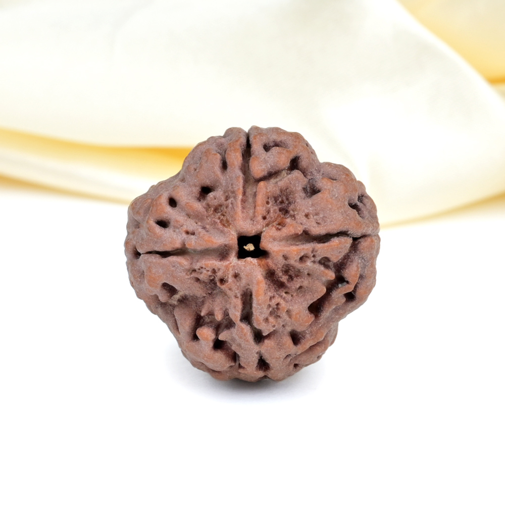 Collector 4 Mukhi from Nepal - DXLV