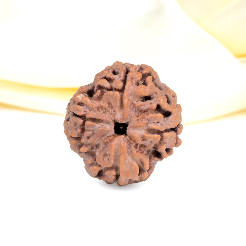 Collector 4 Mukhi from Nepal - DXLVI