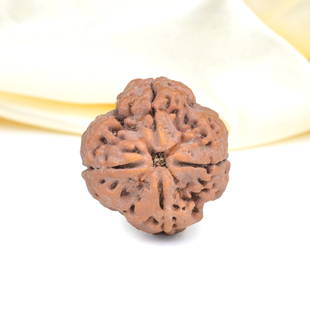 Collector 4 Mukhi from Nepal - DXLVII