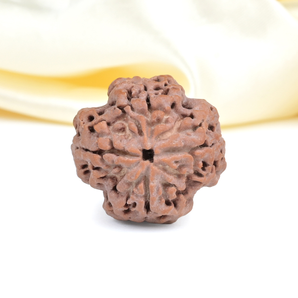 Collector 4 Mukhi from Nepal - DXLVIII
