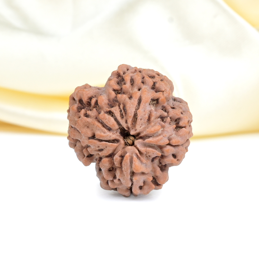 Collector 4 Mukhi from Nepal - DXLIX