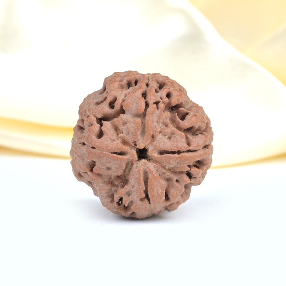 Collector 4 Mukhi from Nepal - DL