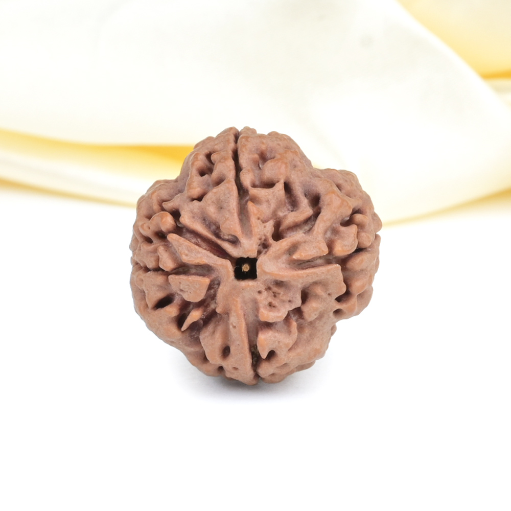 Collector 4 Mukhi from Nepal - DLI
