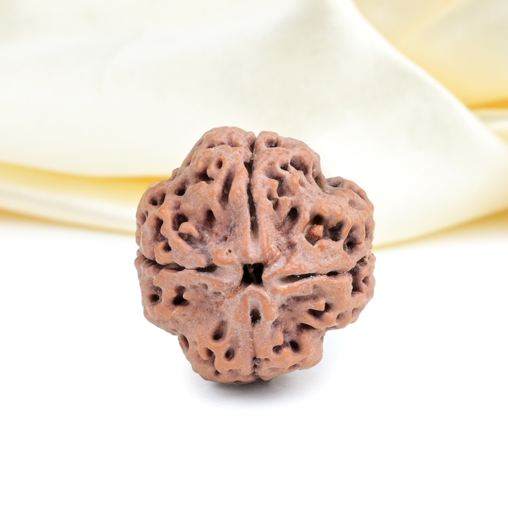 Collector 4 Mukhi from Nepal - DLII