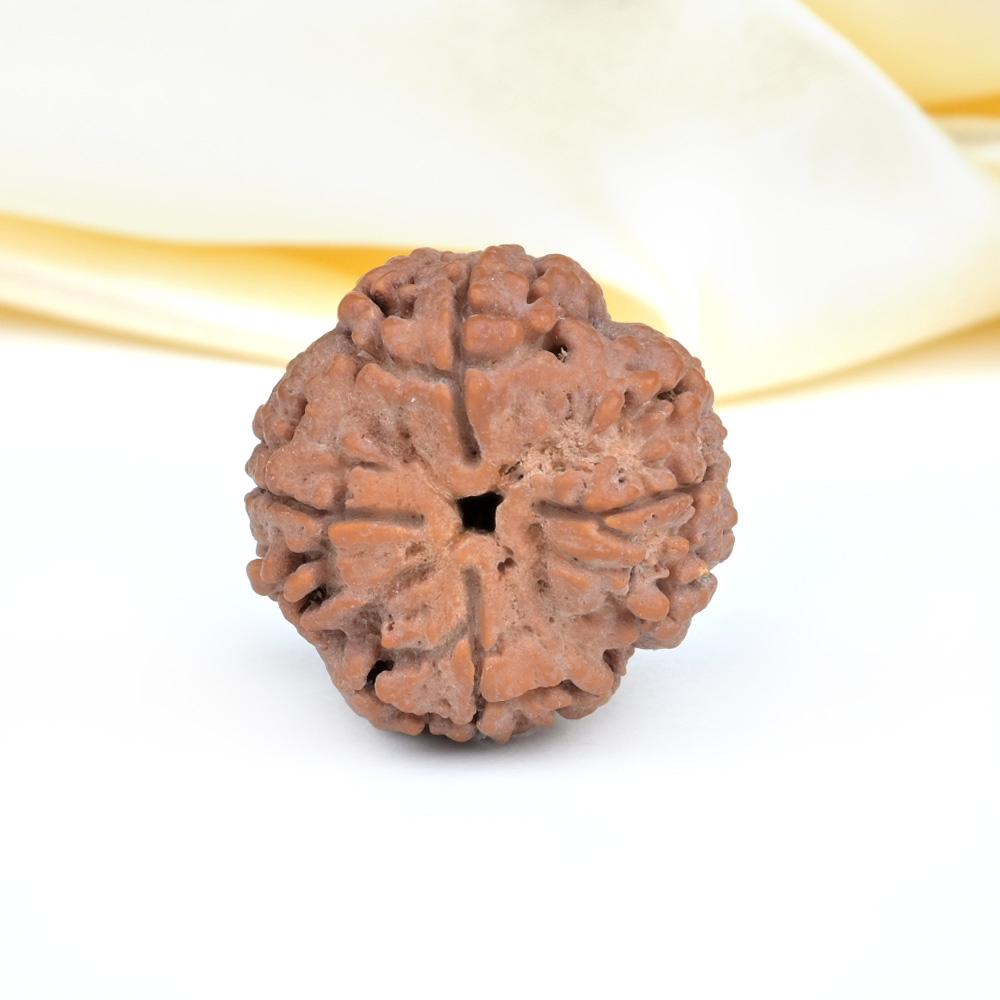 Collector 4 Mukhi from Nepal - DLIII