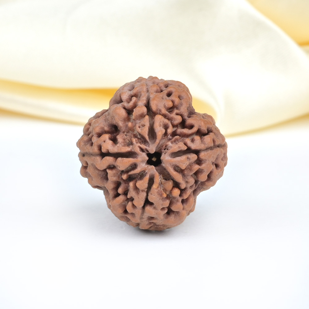 Collector 4 Mukhi from Nepal - DLIV