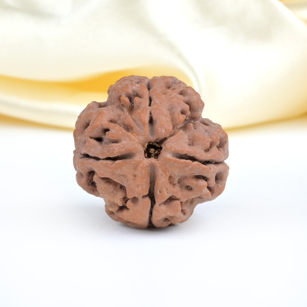 Super Collector 4 Mukhi from Nepal - CXCIII