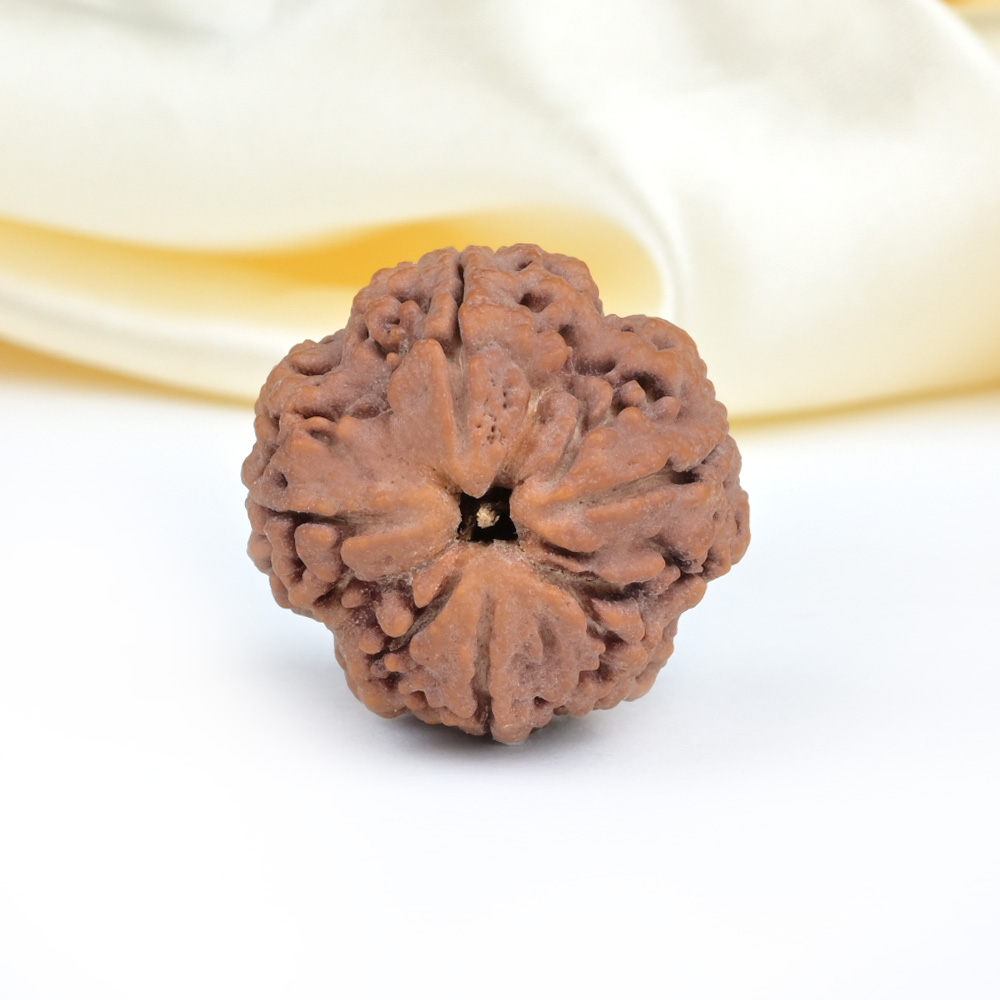 Super Collector 4 Mukhi from Nepal - CXCIV