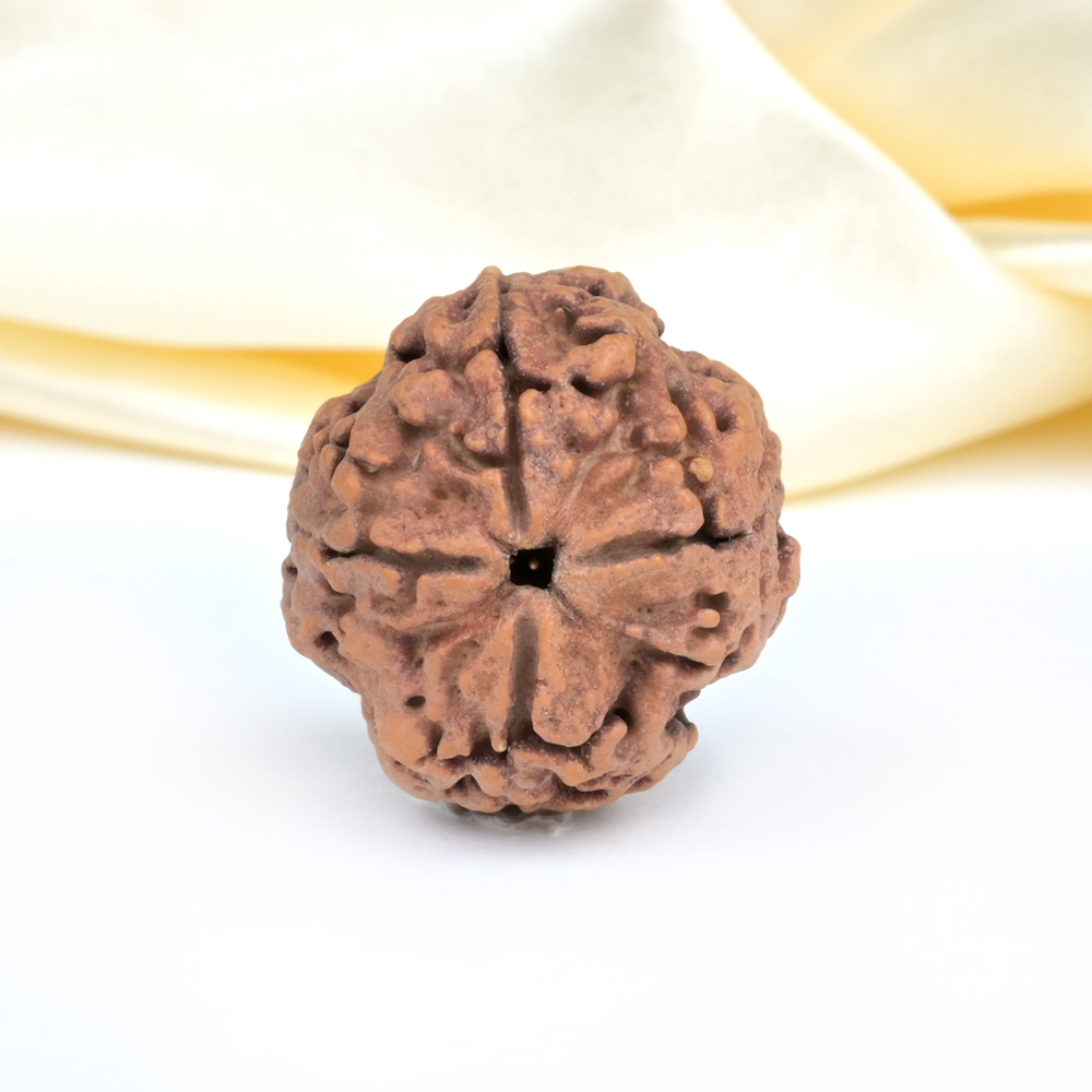 Super Collector 4 Mukhi from Nepal - CXCV