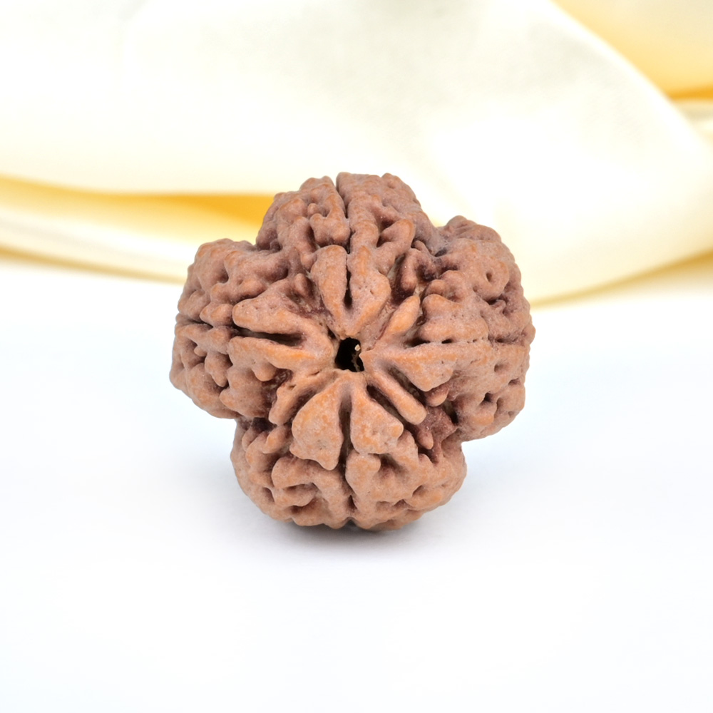 Super Collector 4 Mukhi from Nepal - CXCVI